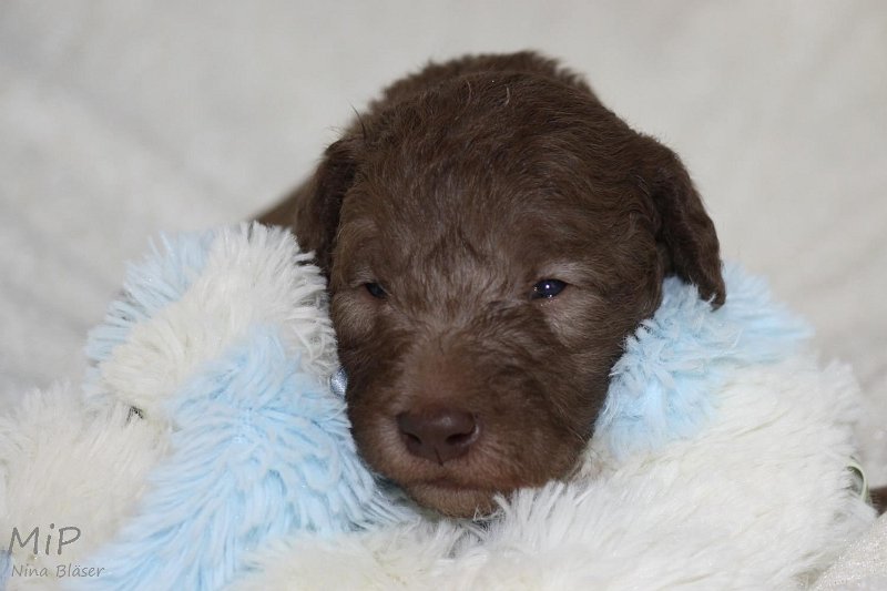 2011-05-15 Puppies Candy & Svet (25).jpg